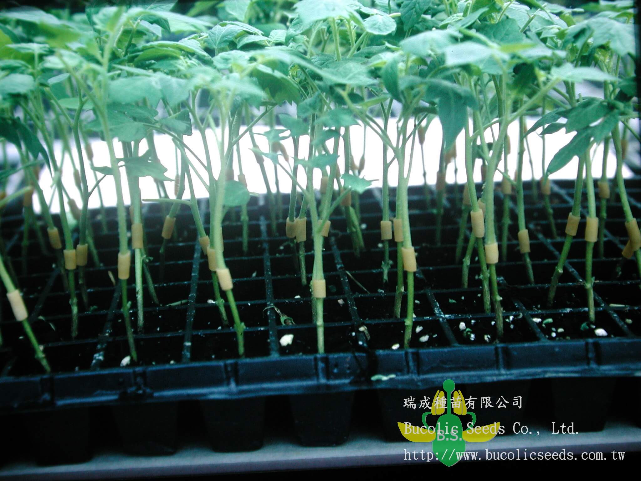 Tomato Root stock 1108 - Tomato Root stock 1108
